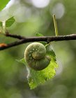 IMG_9145
