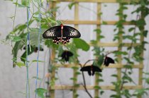 IMG_9235