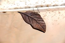 IMG_9243