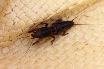 IMG_9452